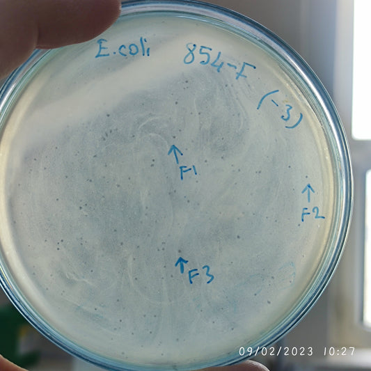 Escherichia coli bacteriophage 100854F