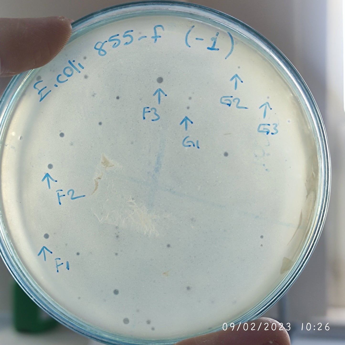 Escherichia coli bacteriophage 100855G
