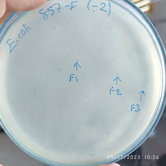 Escherichia coli bacteriophage 100857F
