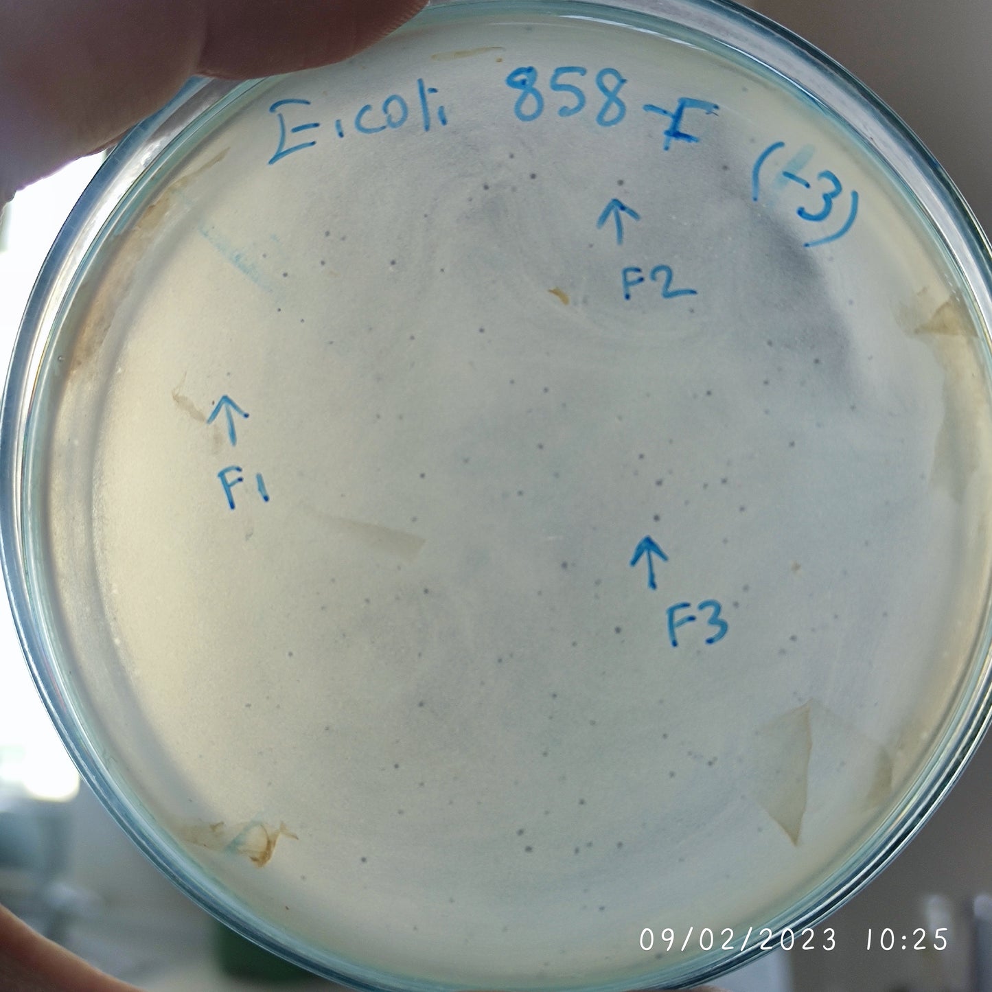Escherichia coli bacteriophage 100858F