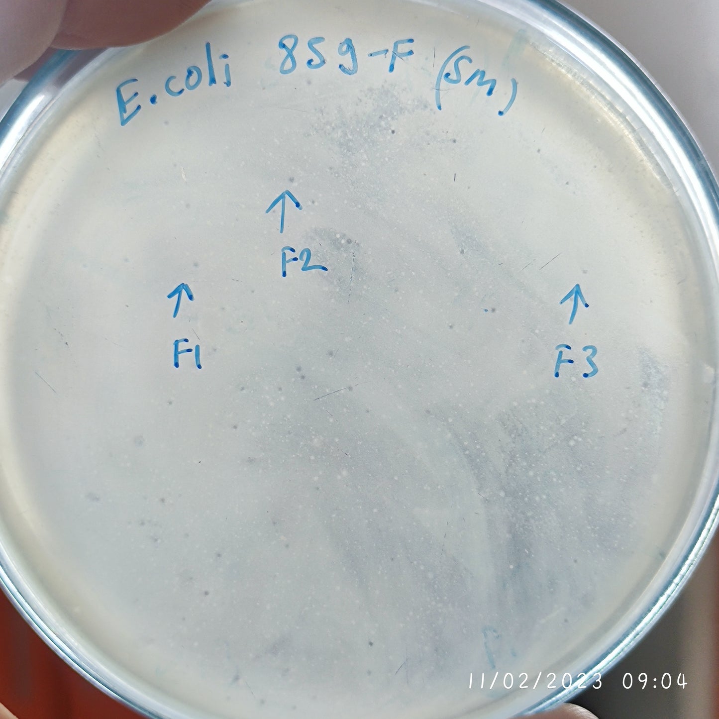 Escherichia coli bacteriophage 100859F