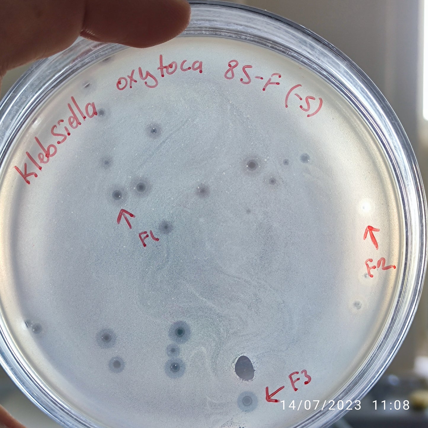 Klebsiella oxytoca bacteriophage 188085F