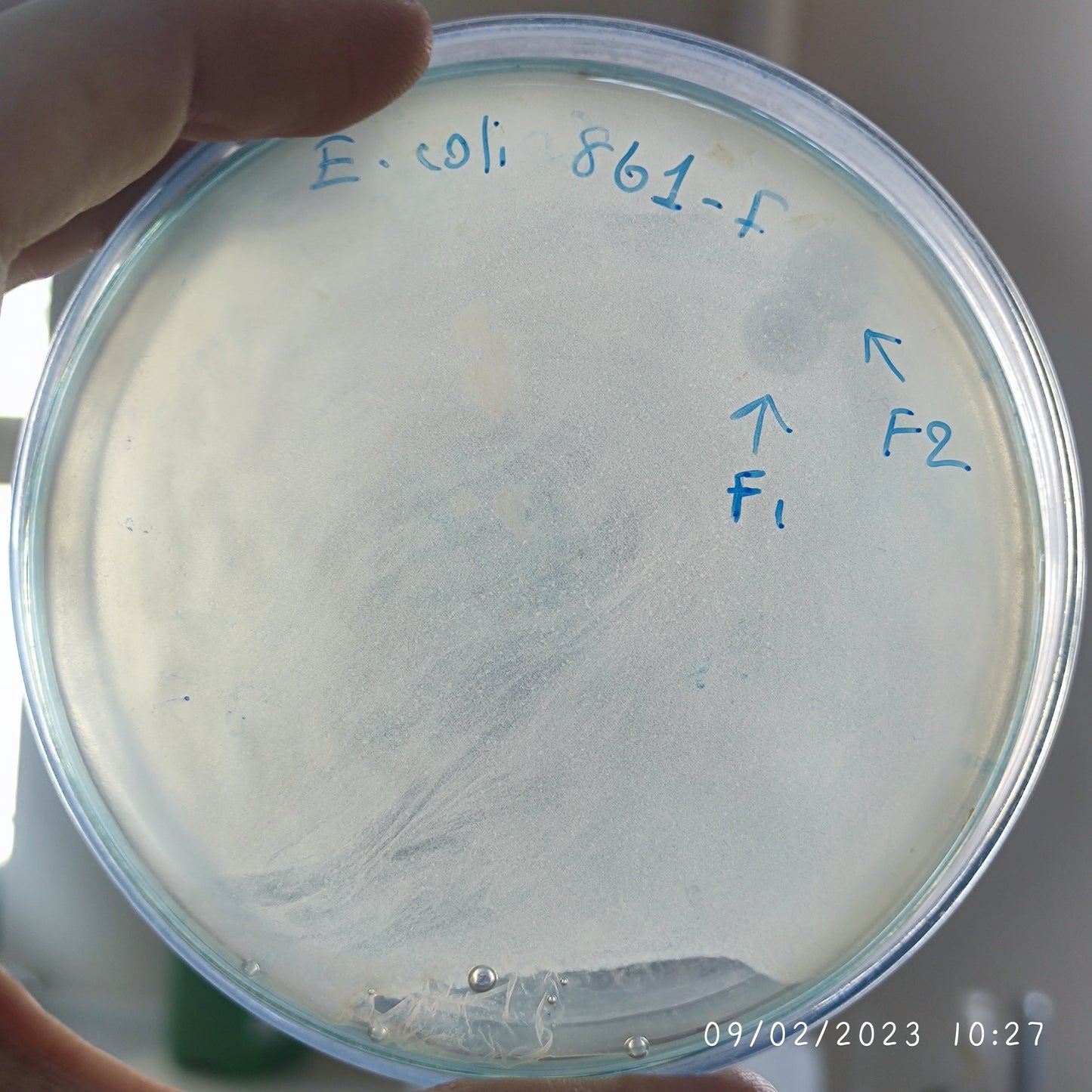Escherichia coli bacteriophage 100861F