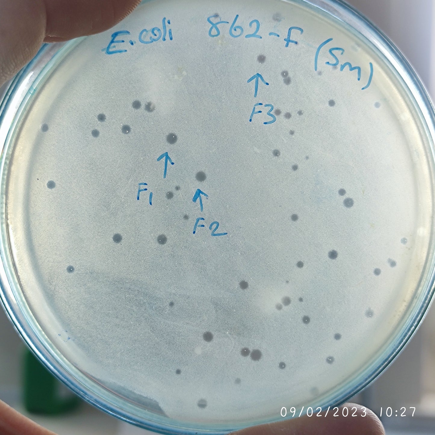 Escherichia coli bacteriophage 100862F