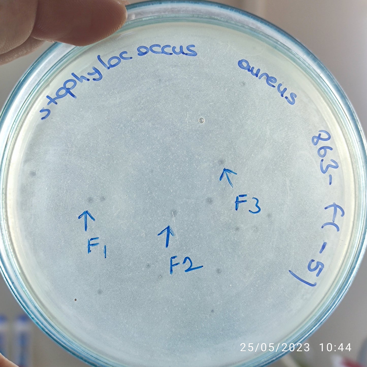 Staphylococcus aureus bacteriophage 152863F