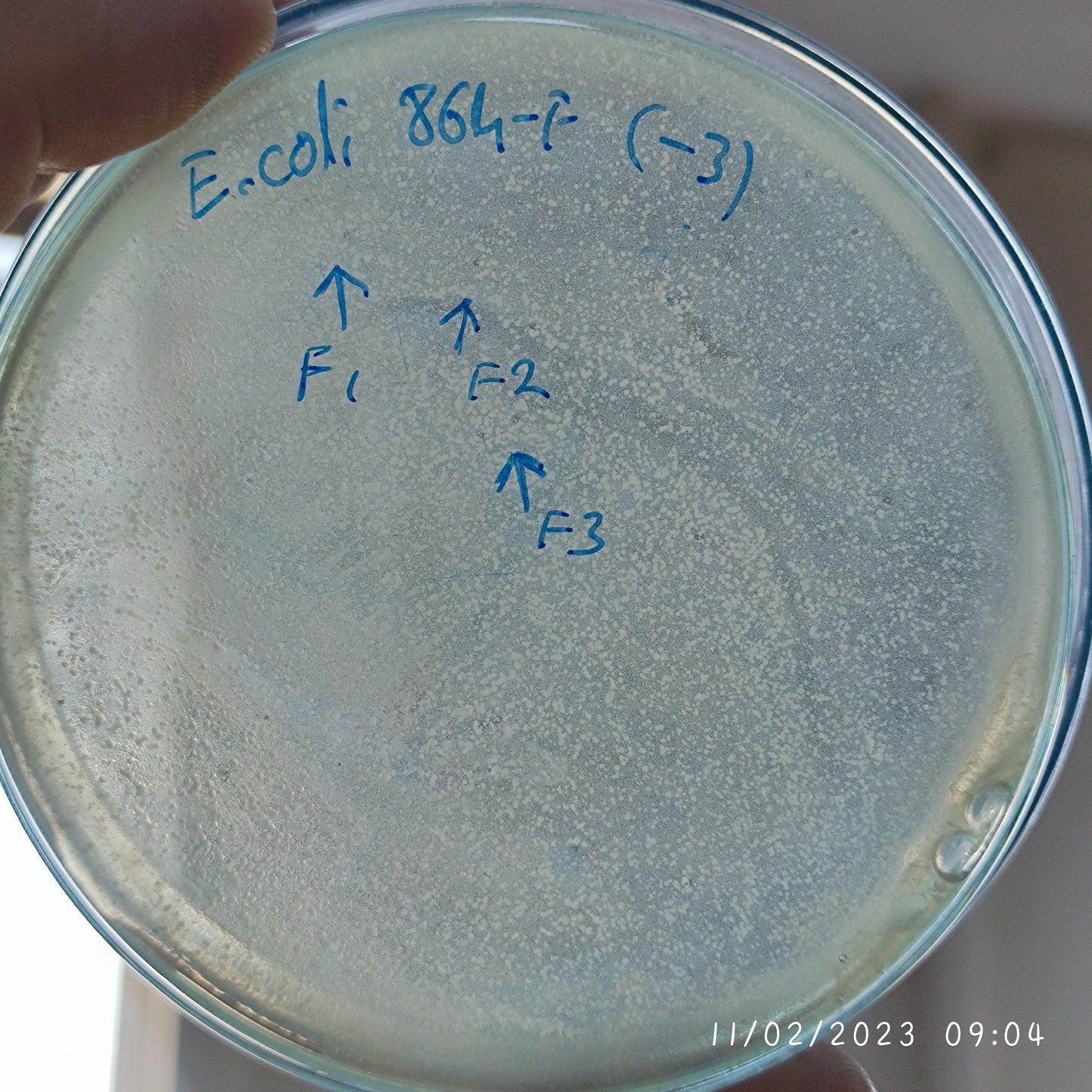 Escherichia coli bacteriophage 100864F