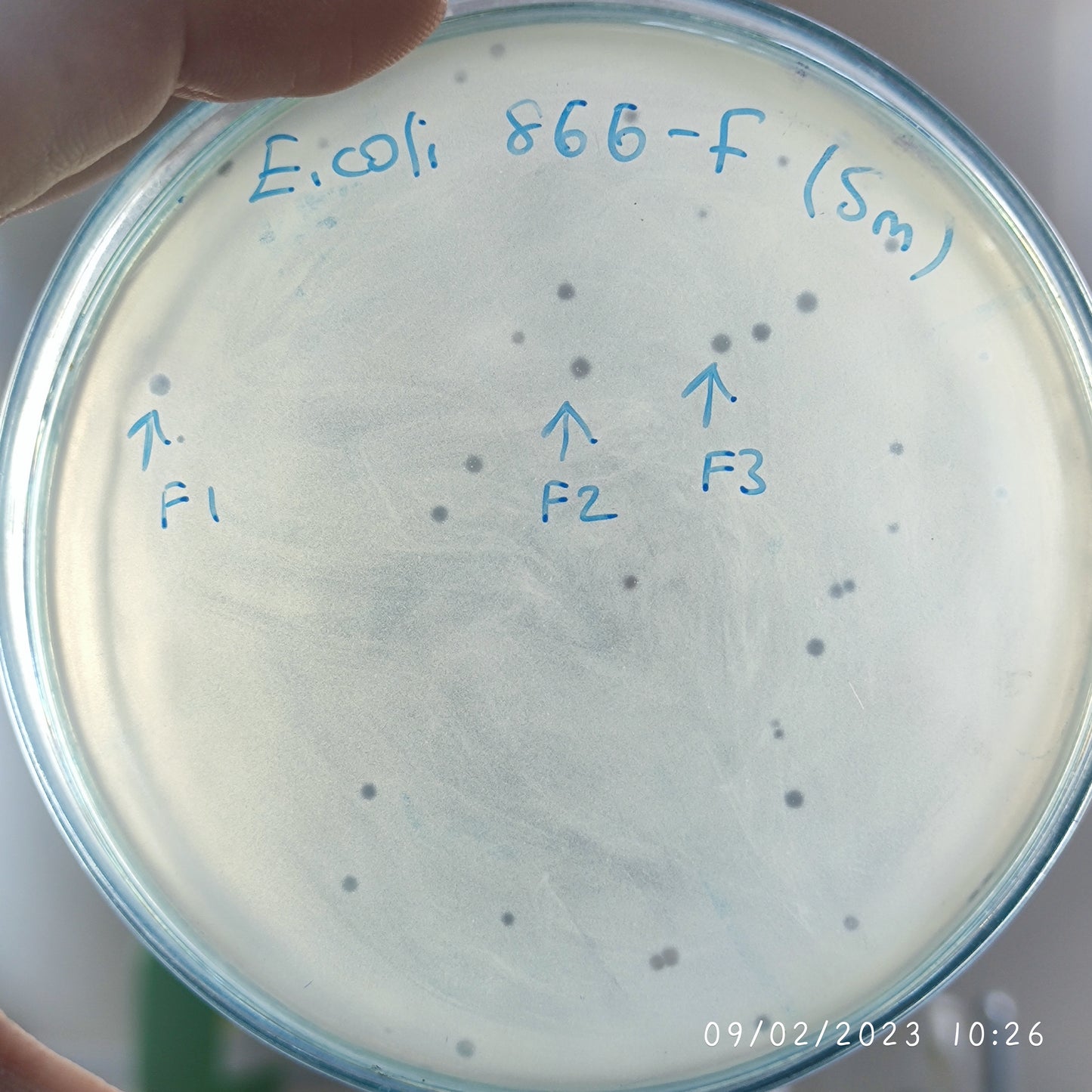 Escherichia coli bacteriophage 100866F