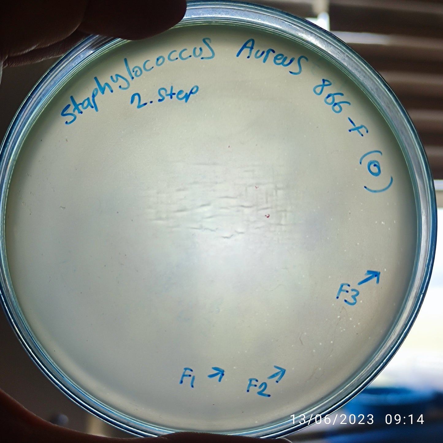 Staphylococcus aureus bacteriophage 152866F