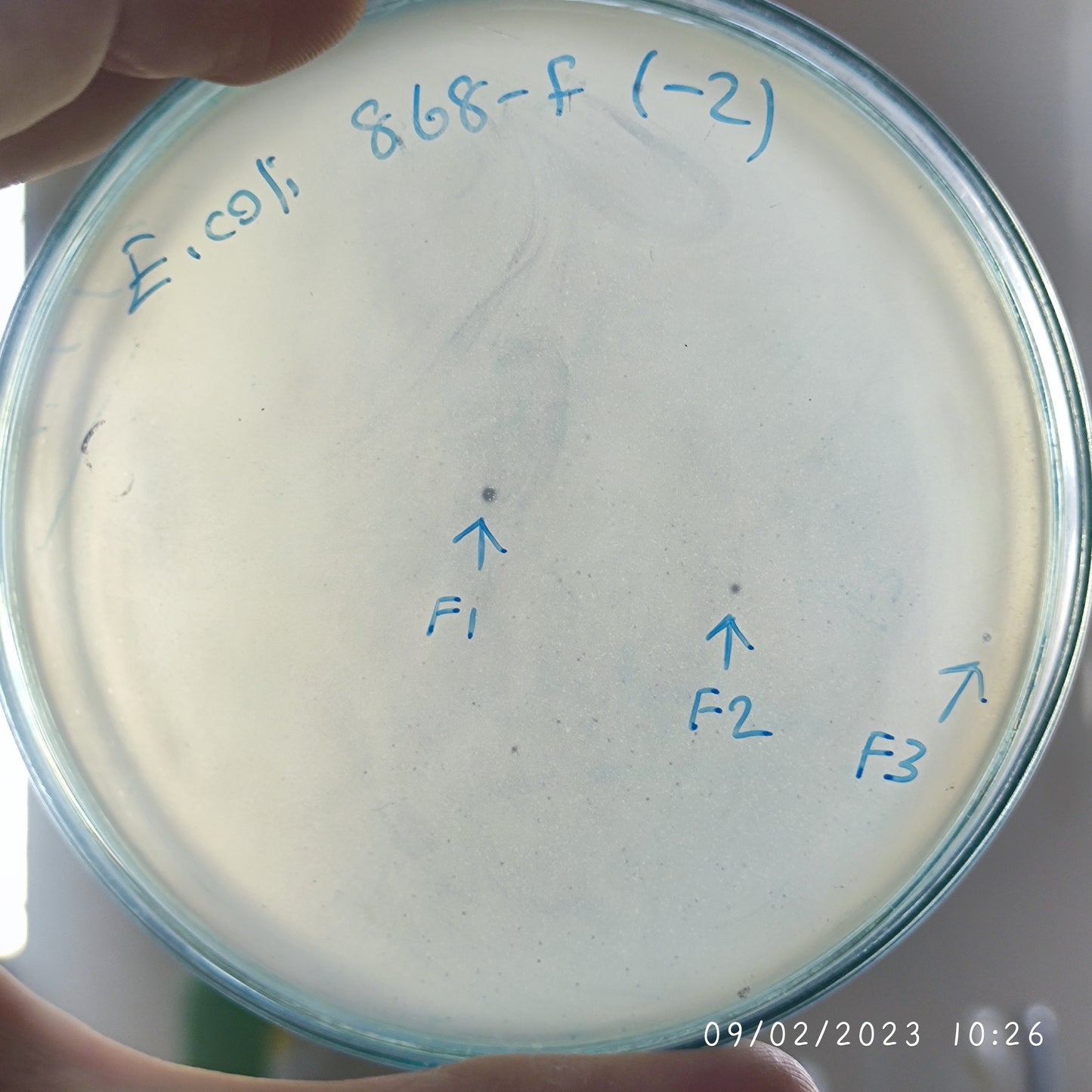 Escherichia coli bacteriophage 100868F
