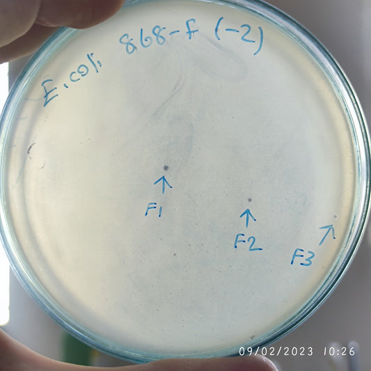 Escherichia coli bacteriophage 100868F