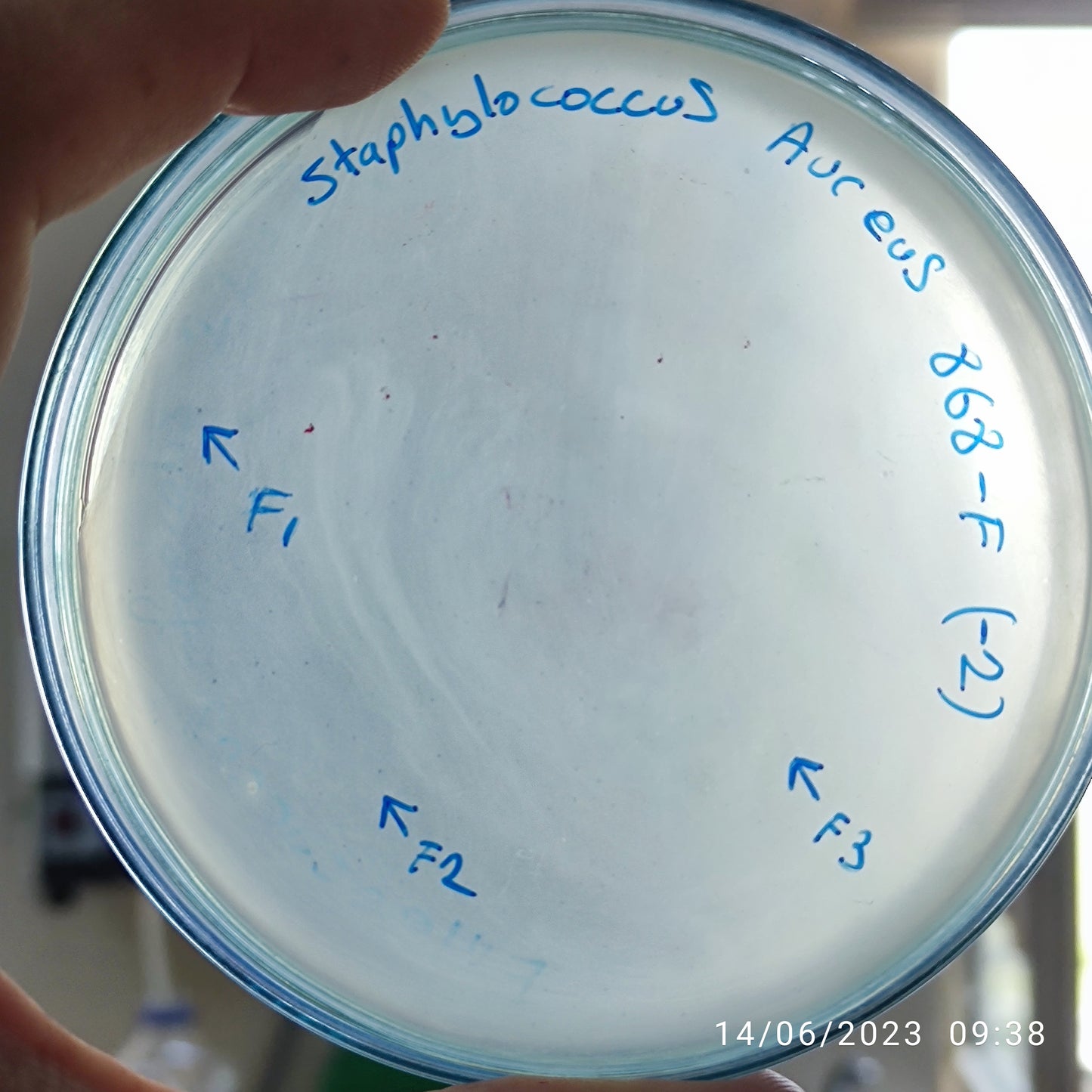 Staphylococcus aureus bacteriophage 152868F