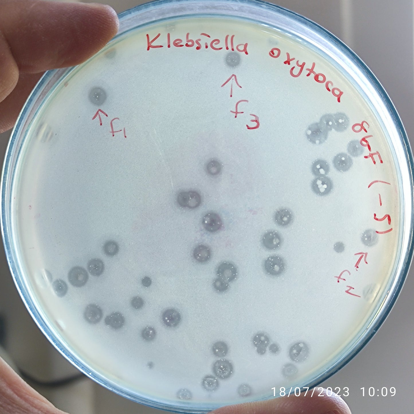 Klebsiella oxytoca bacteriophage 188086F