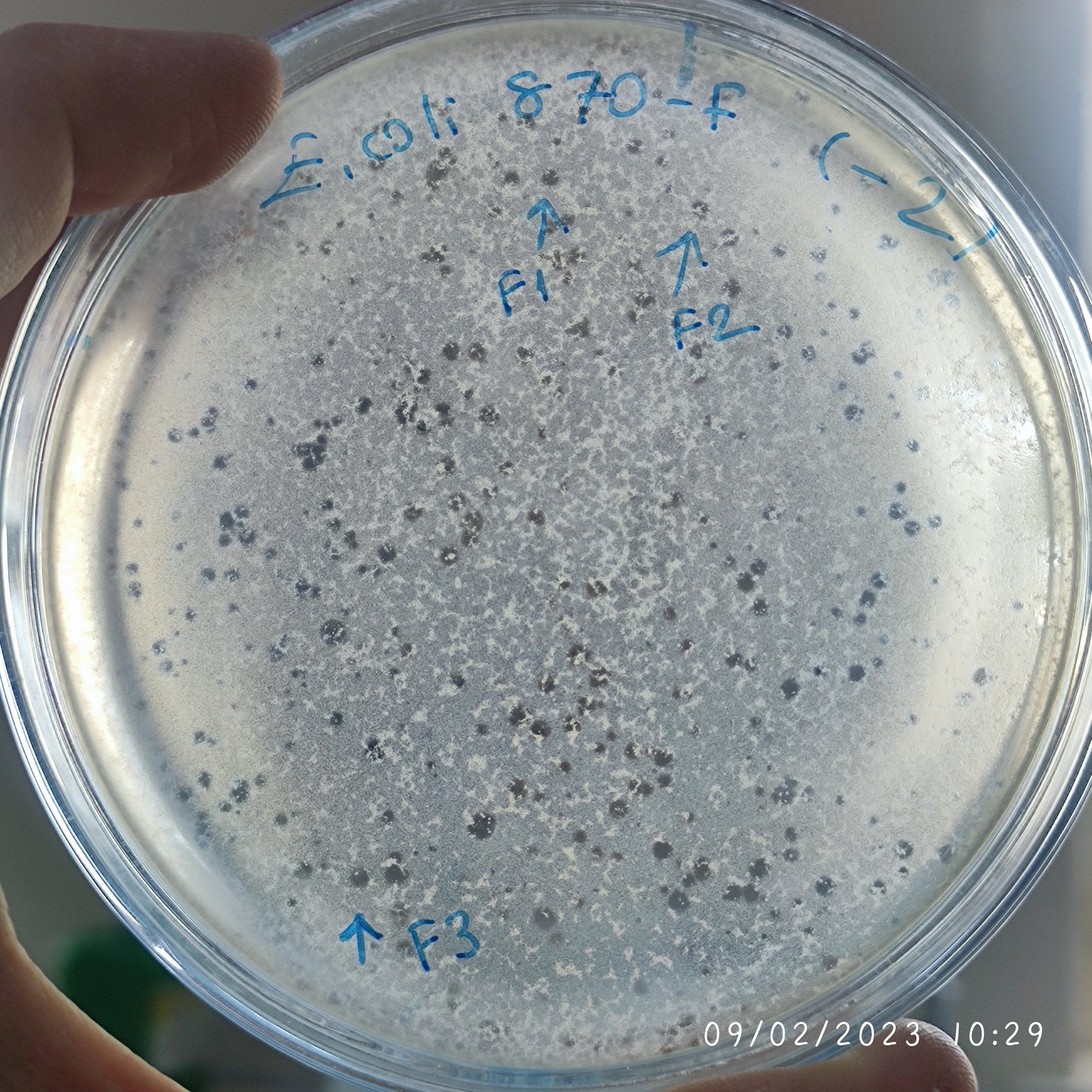 Escherichia coli bacteriophage 100870F
