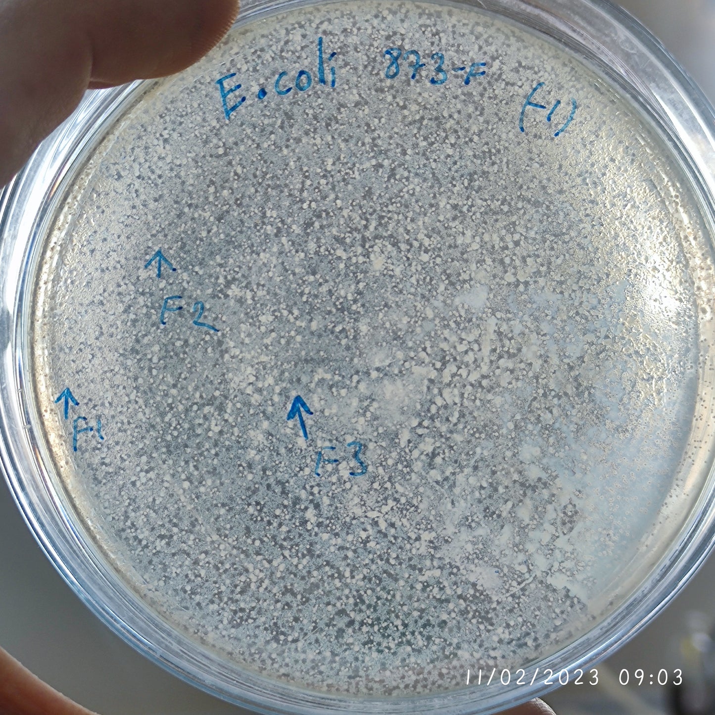 Escherichia coli bacteriophage 100873F