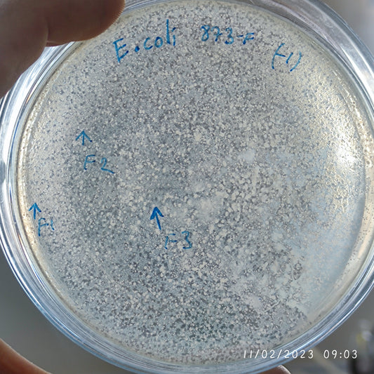 Escherichia coli bacteriophage 100873F