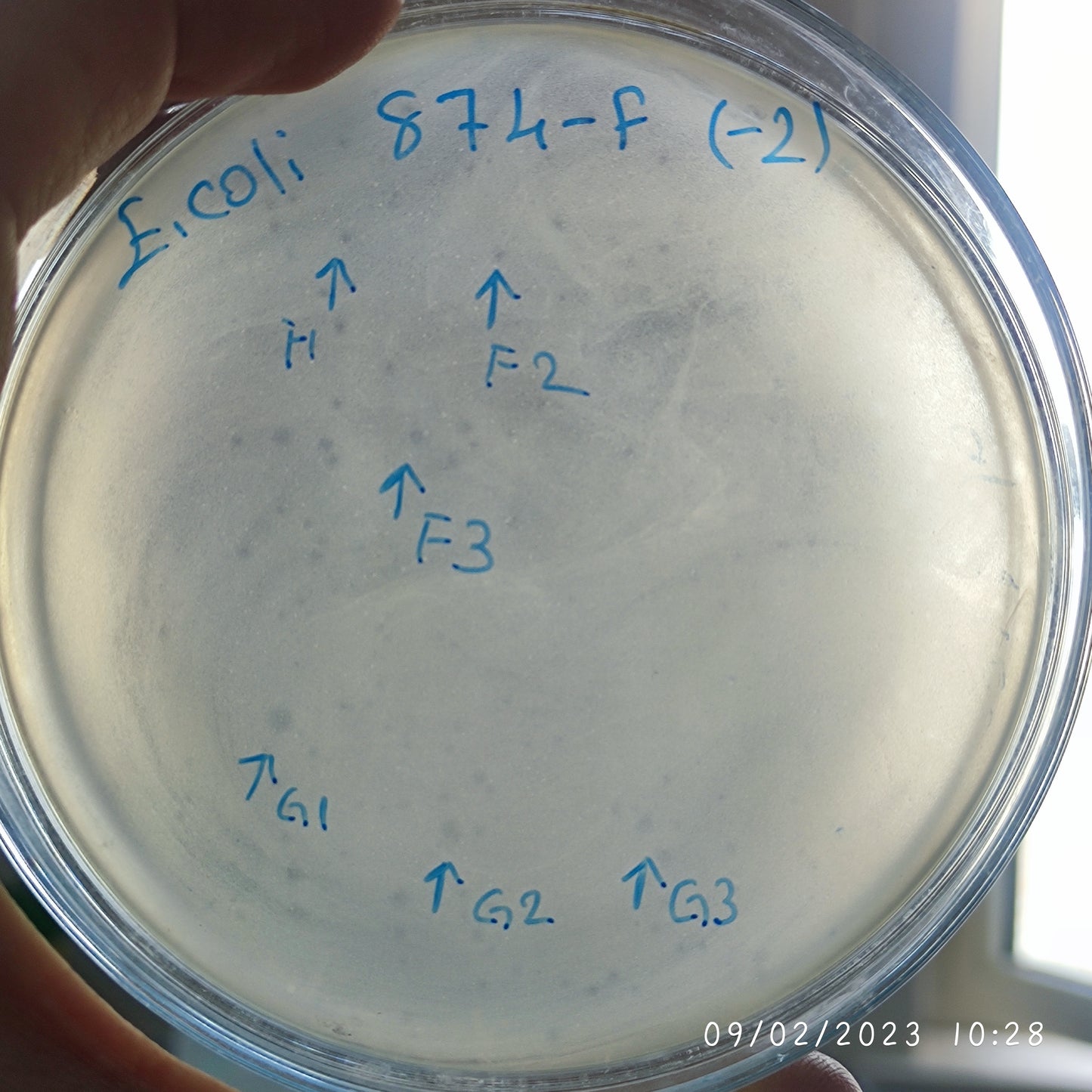 Escherichia coli bacteriophage 100874F