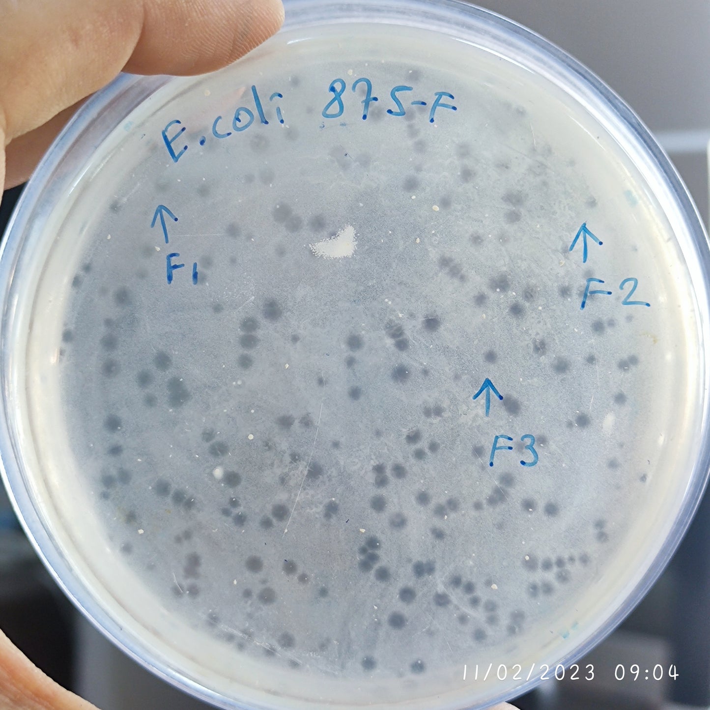 Escherichia coli bacteriophage 100875F