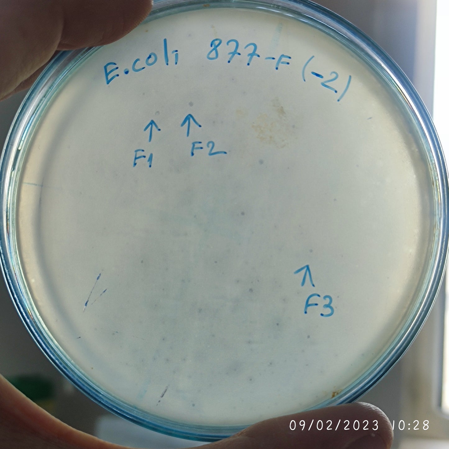 Escherichia coli bacteriophage 100877F
