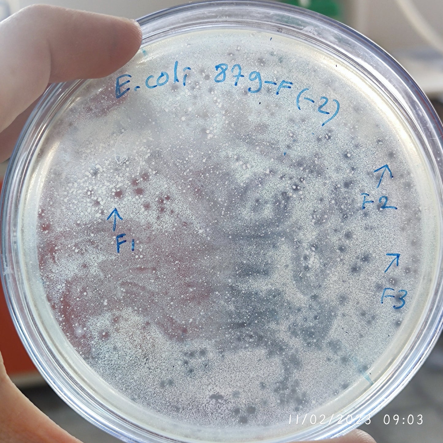 Escherichia coli bacteriophage 100879F