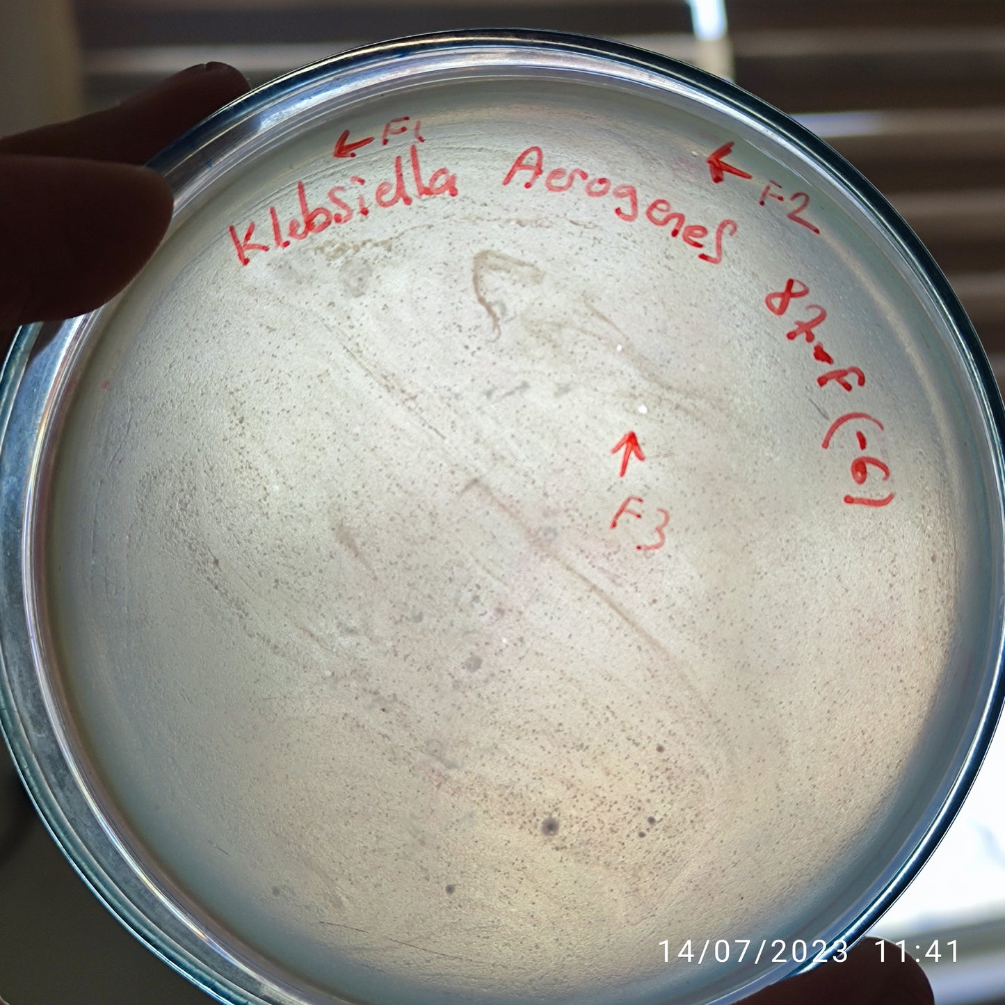 Klebsiella aerogenes bacteriophages 188087F