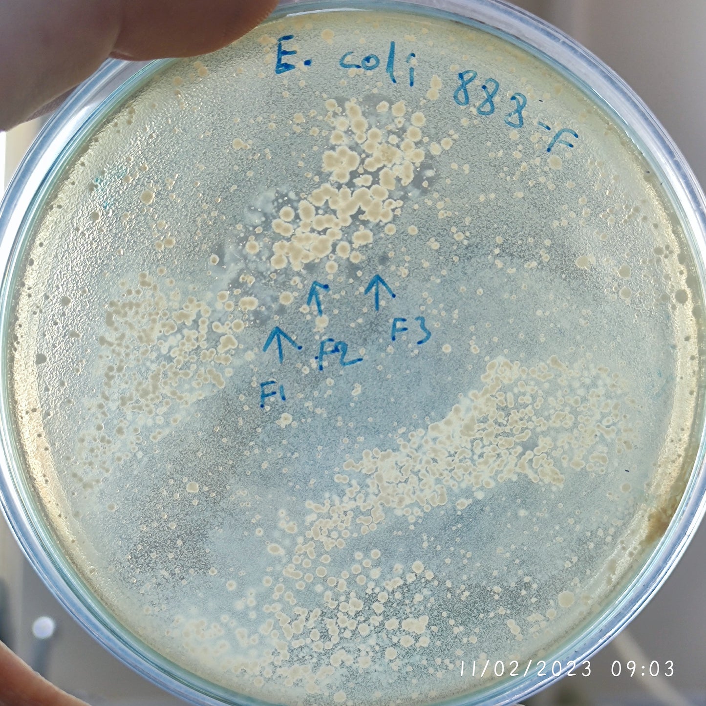 Escherichia coli bacteriophage 100888F