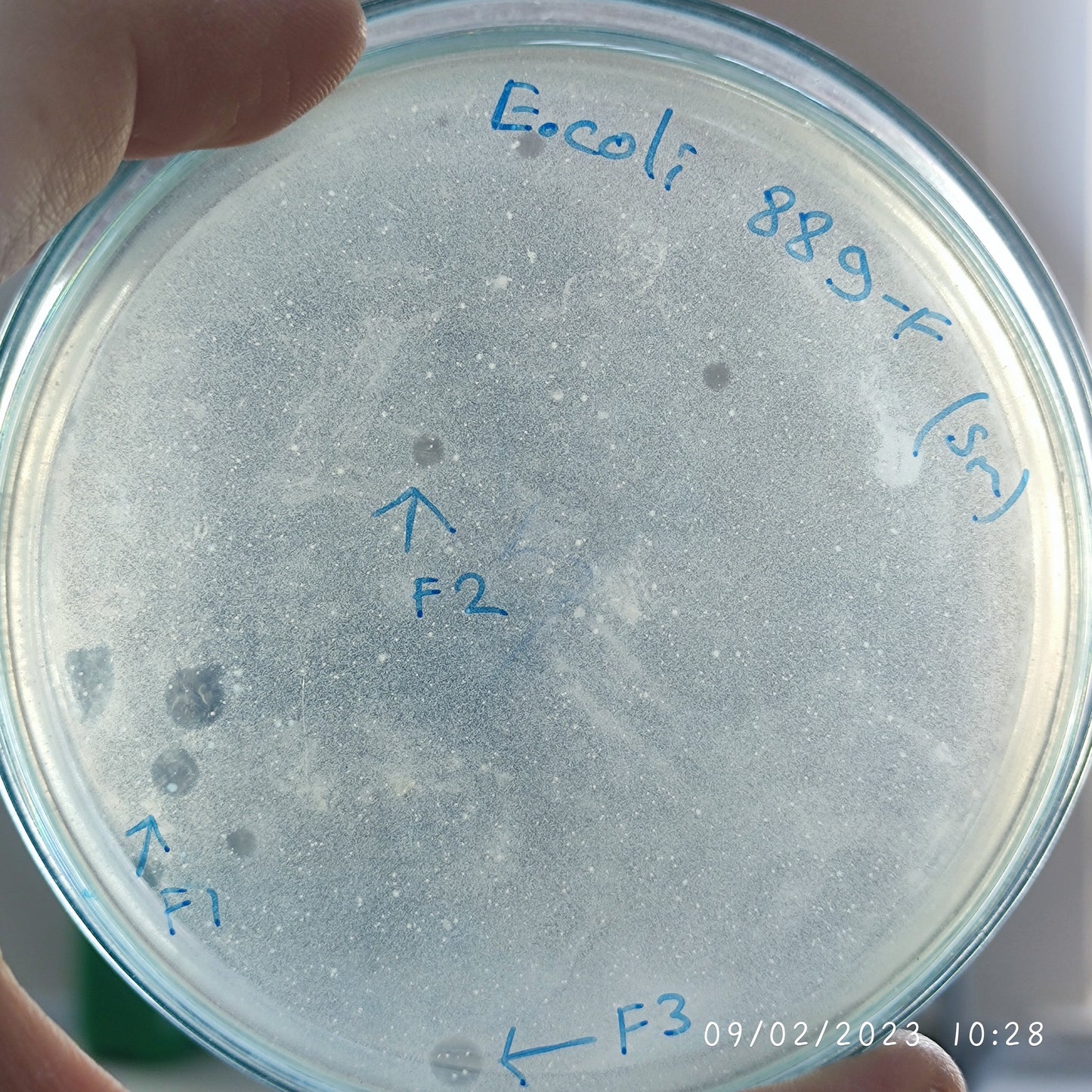 Escherichia coli bacteriophage 100889F