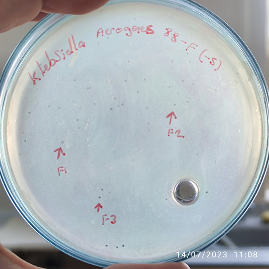 Klebsiella aerogenes bacteriophage 188088F
