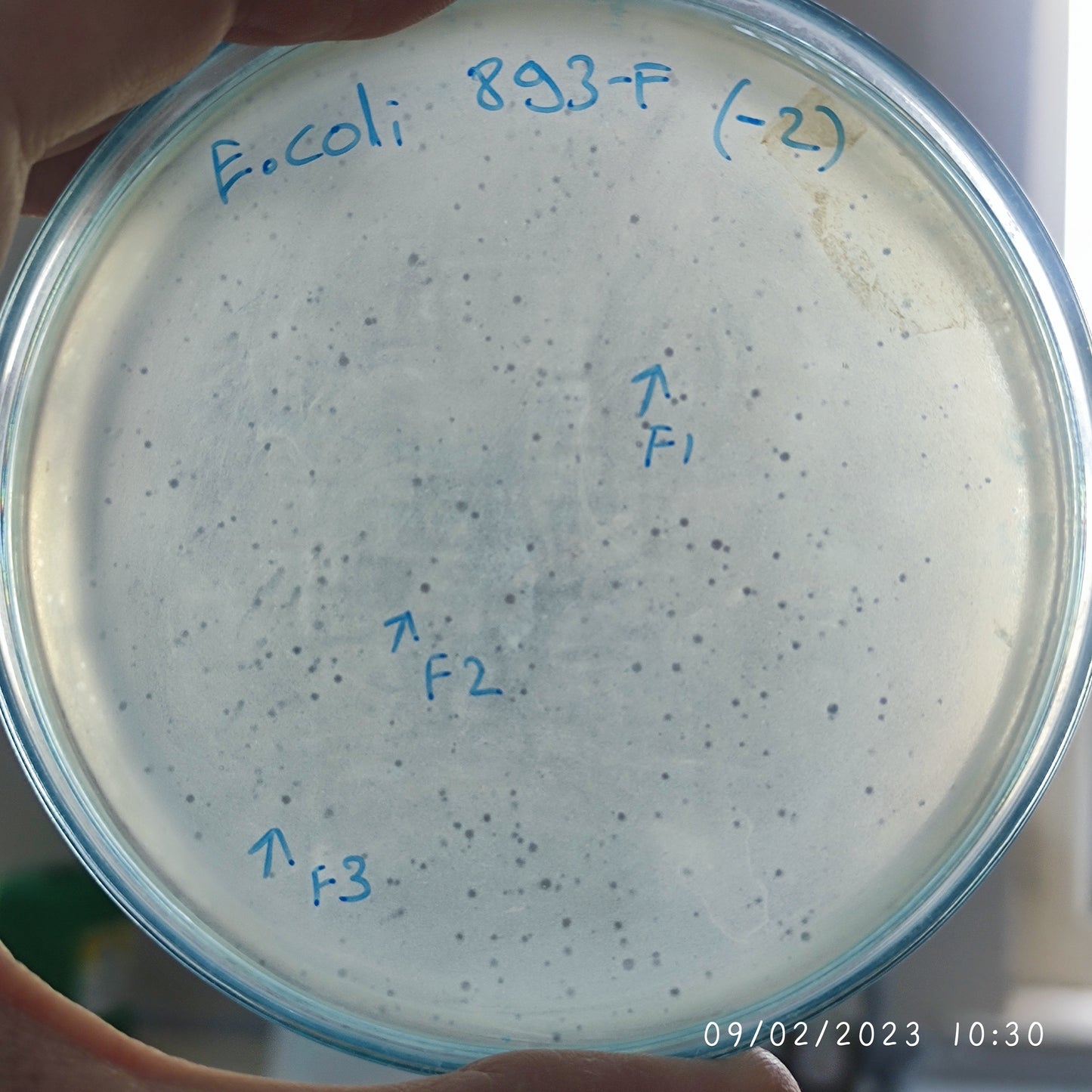 Escherichia coli bacteriophage 100893F
