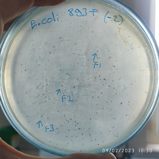 Escherichia coli bacteriophage 100893F