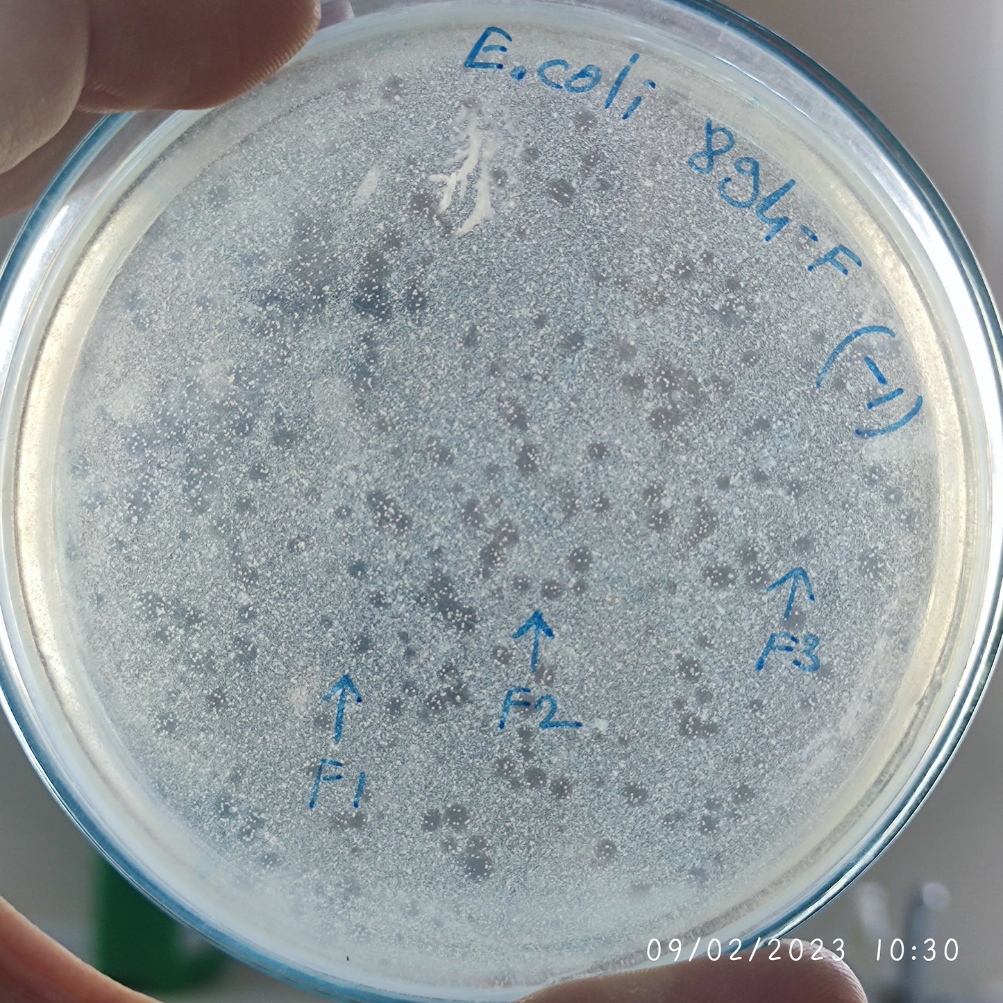Escherichia coli bacteriophage 100894F