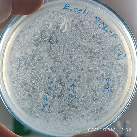 Escherichia coli bacteriophage 100894F