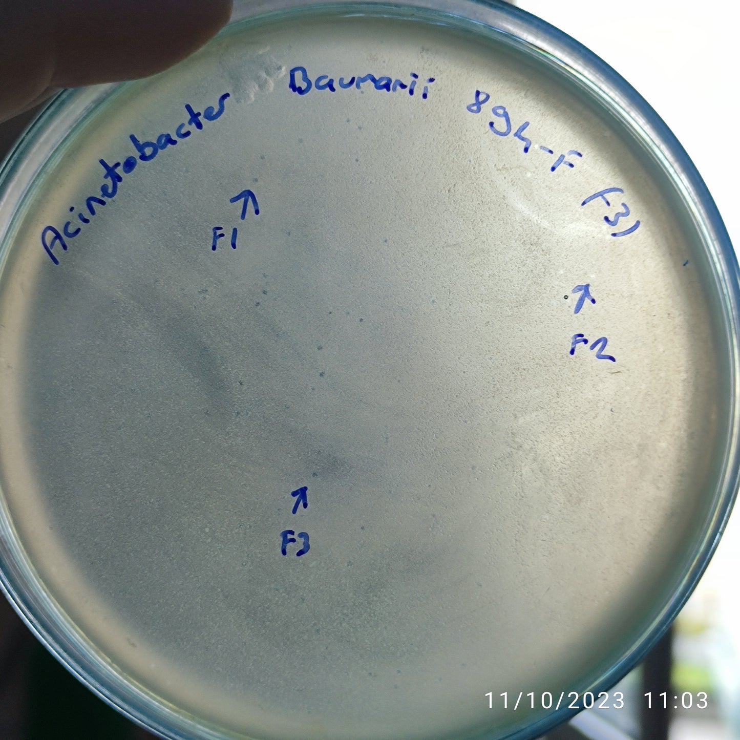 Acinetobacter baumannii bacteriophage 120894F