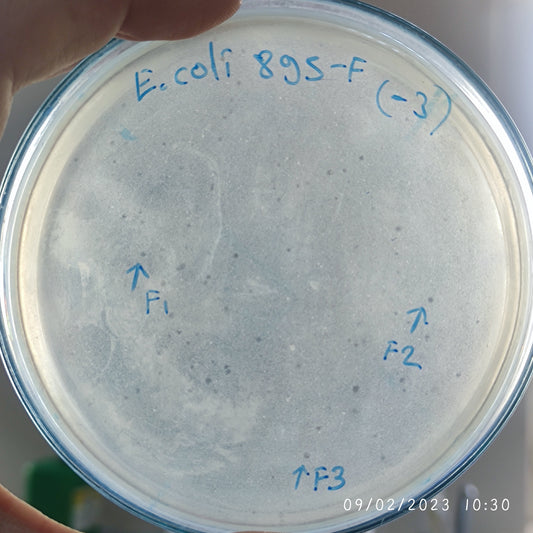 Escherichia coli bacteriophage 100895F