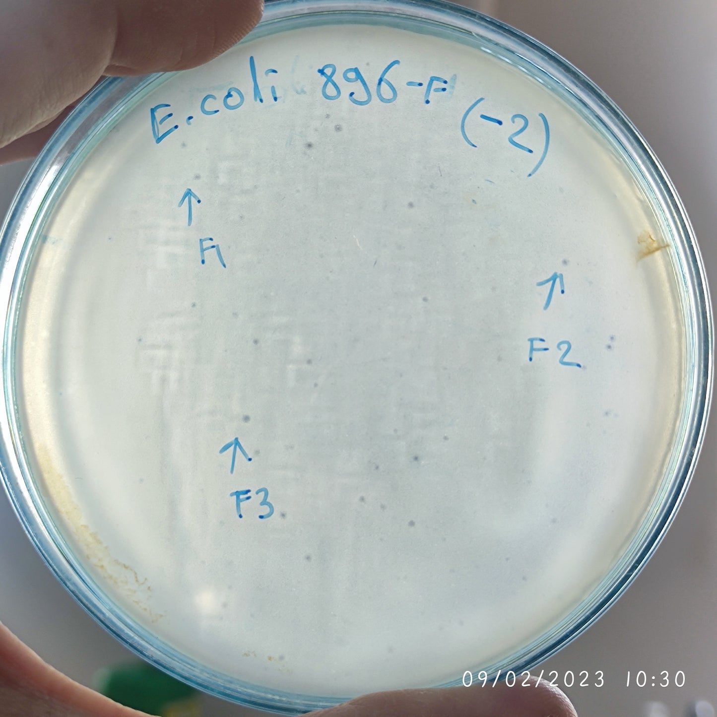 Escherichia coli bacteriophage 100896F