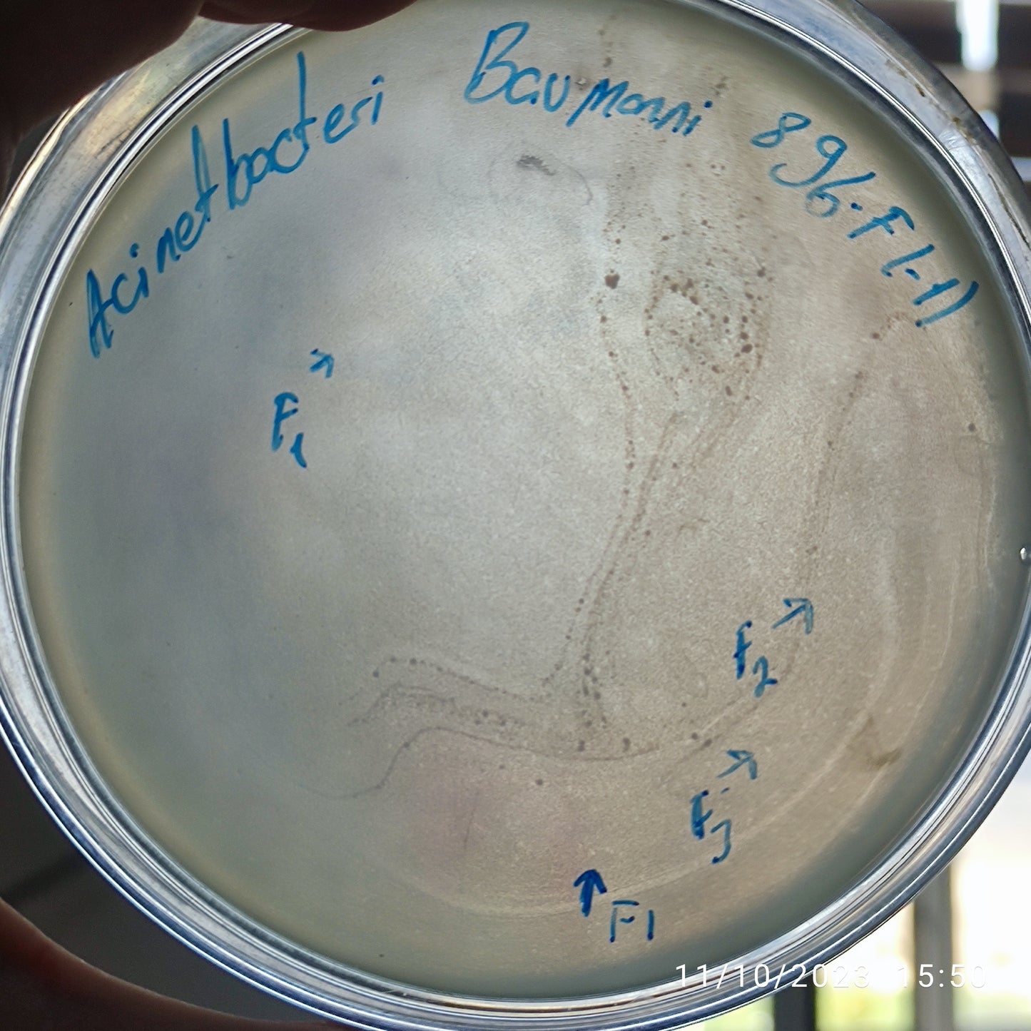 Acinetobacter baumannii bacteriophage 120896F