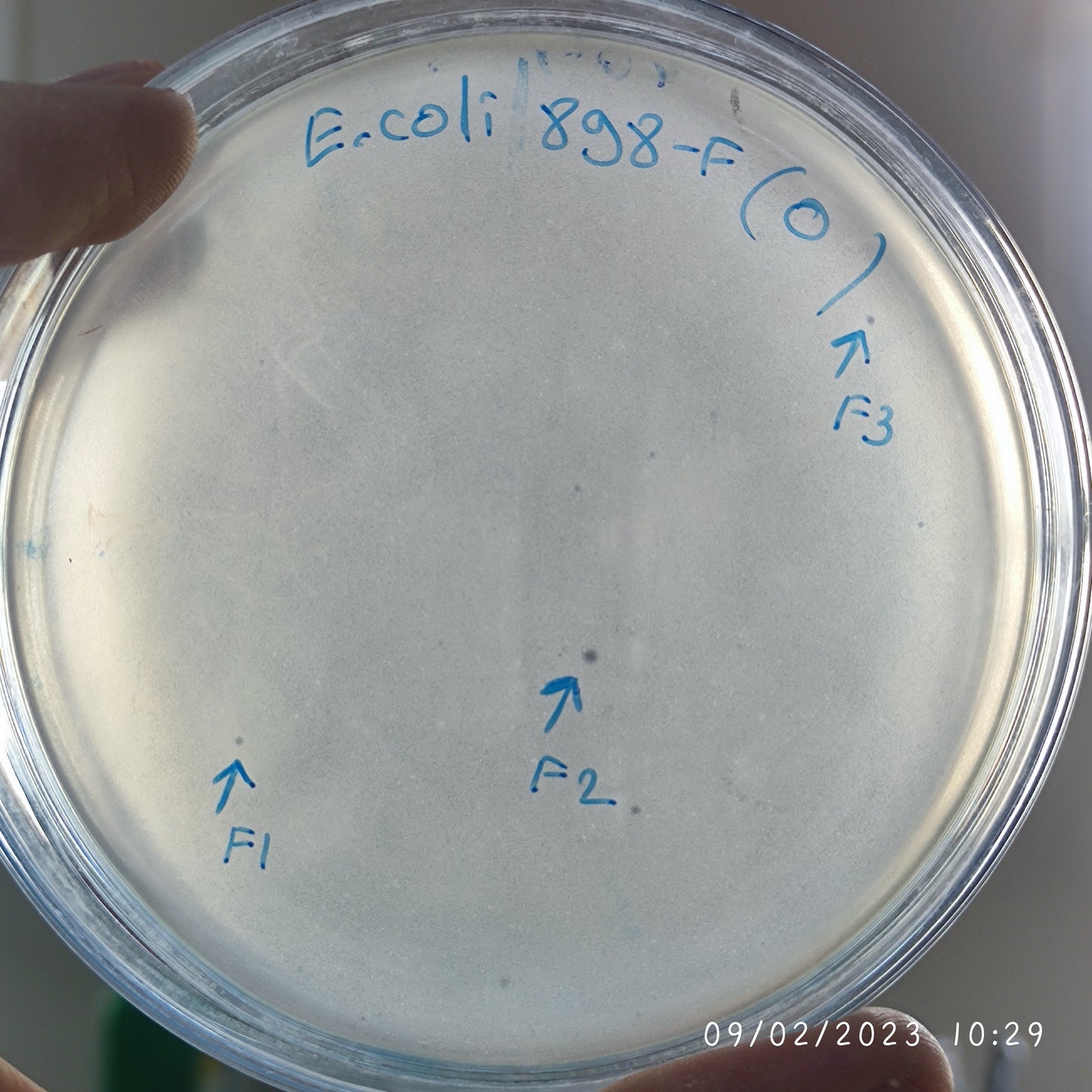 Escherichia coli bacteriophage 100898F