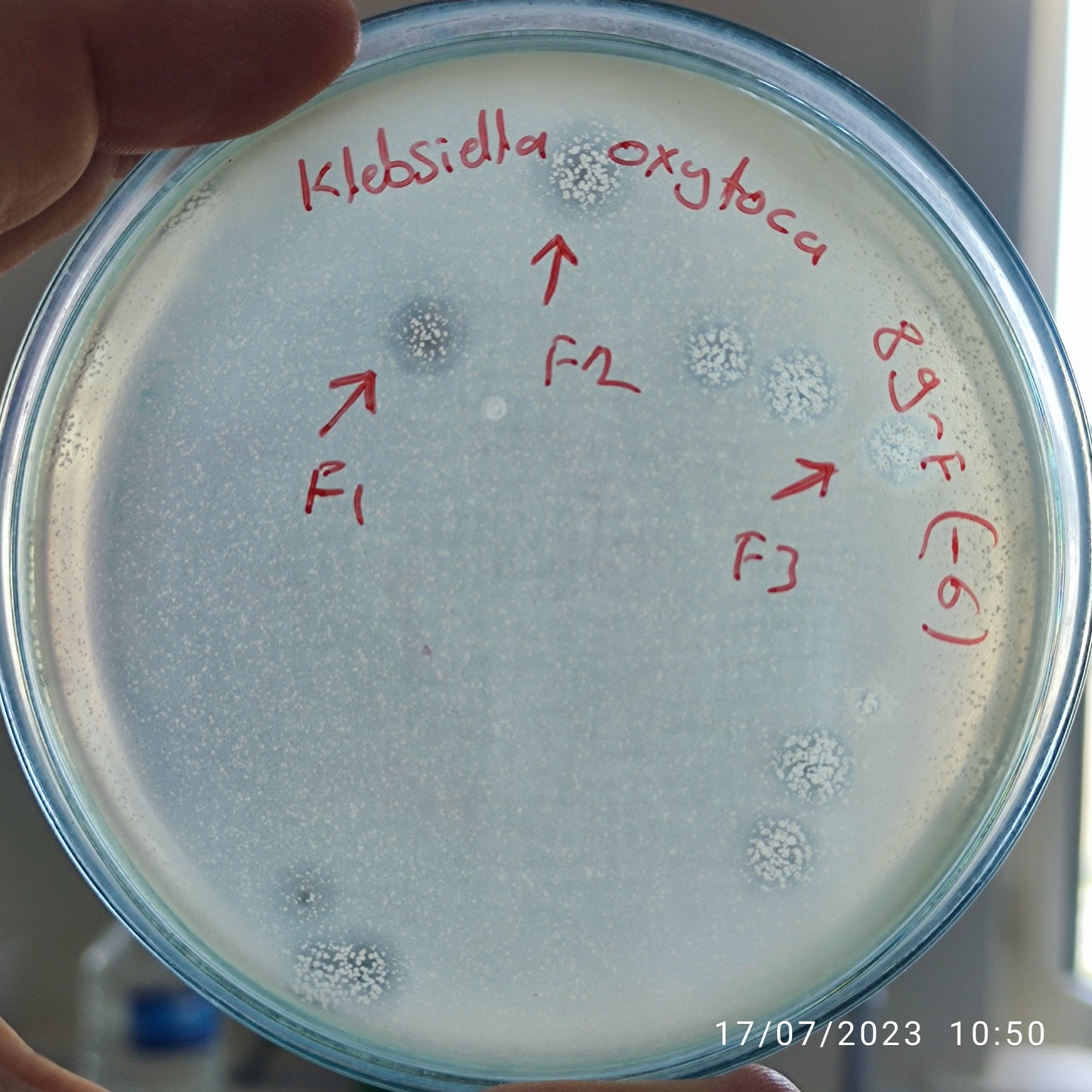 Klebsiella oxytoca bacteriophage 188089F