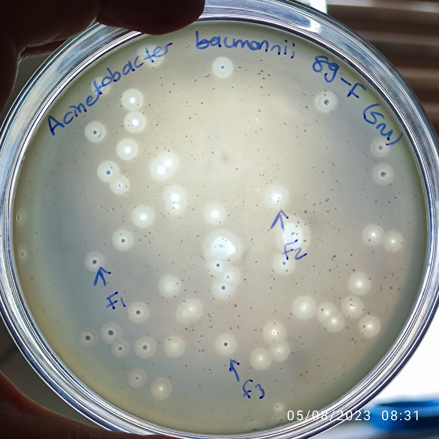 Acinetobacter baumannii bacteriophage 120089F