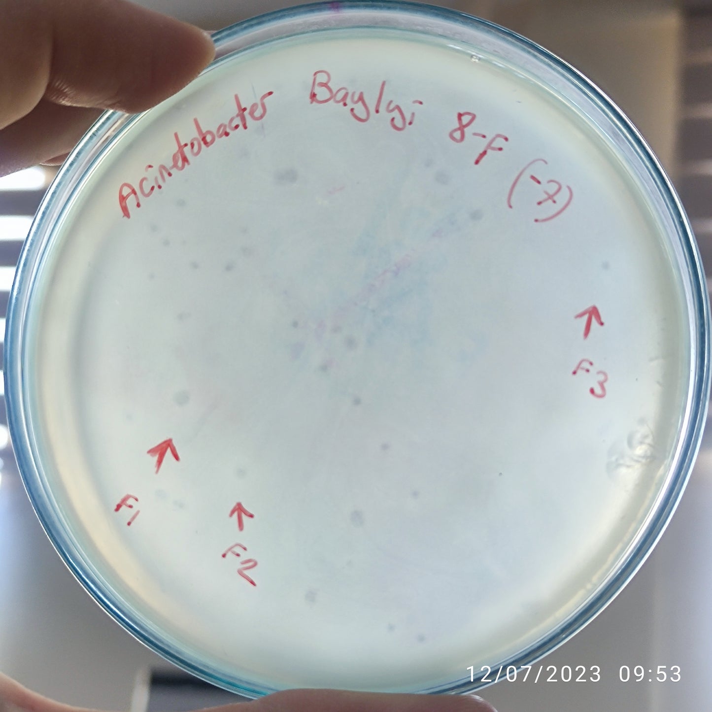 Acinetobacter baylyi bacteriophage 128008F