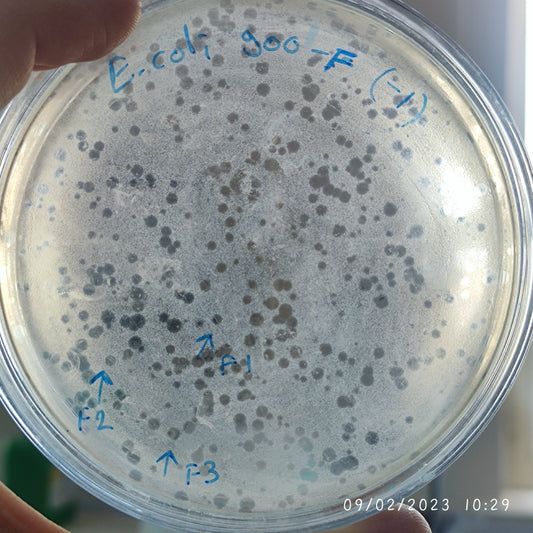 Escherichia coli bacteriophage 100900F