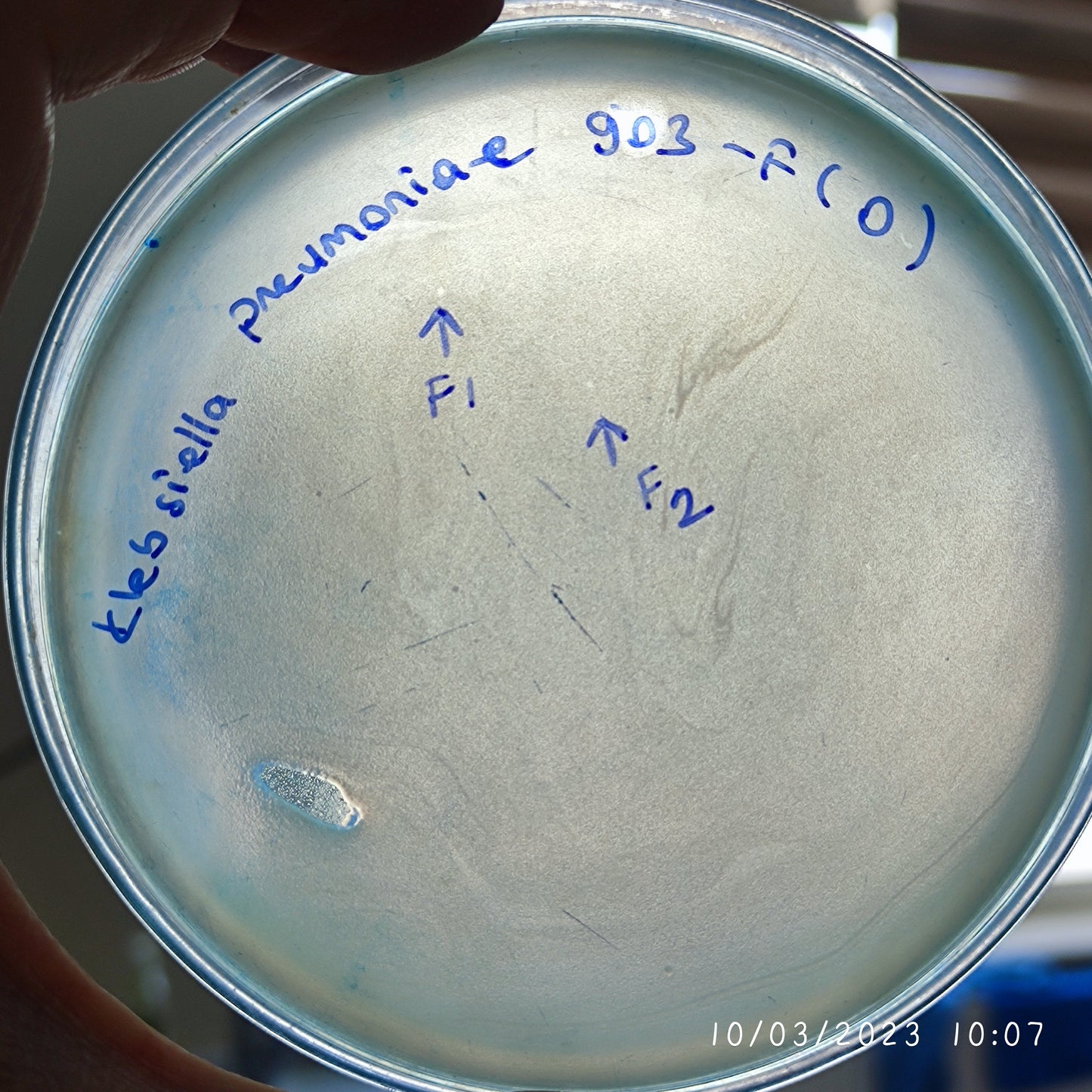 Klebsiella pneumoniae bacteriophage 180903F