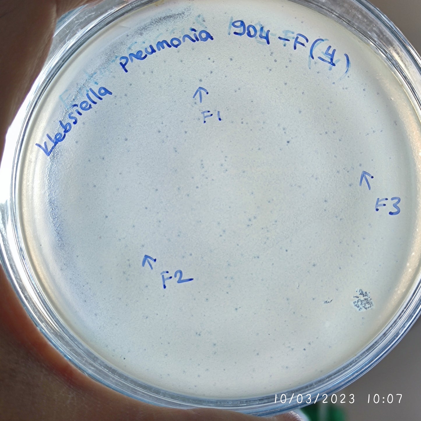 Klebsiella pneumoniae bacteriophage 180904F
