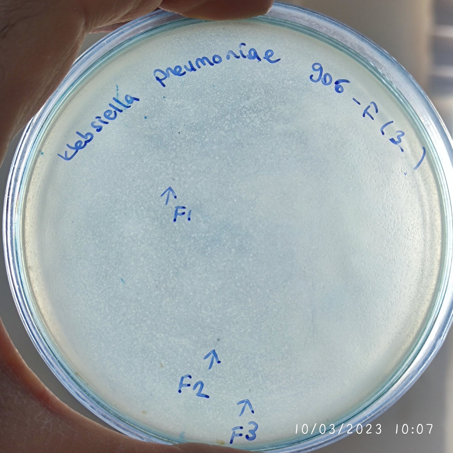 Klebsiella pneumoniae bacteriophage 180906F