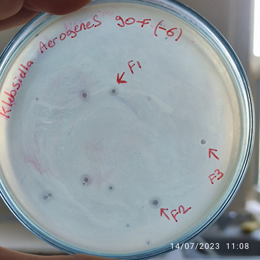 Klebsiella aerogenes bacteriophage 188090F