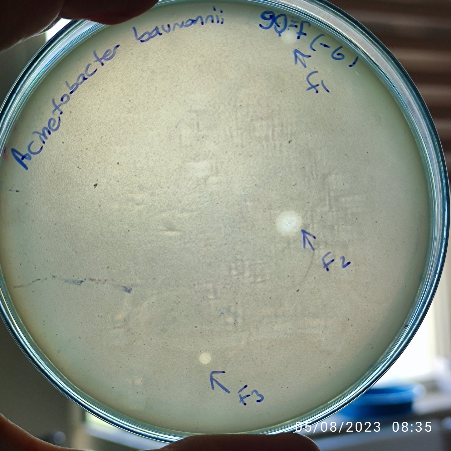 Acinetobacter baumannii bacteriophage 120090F