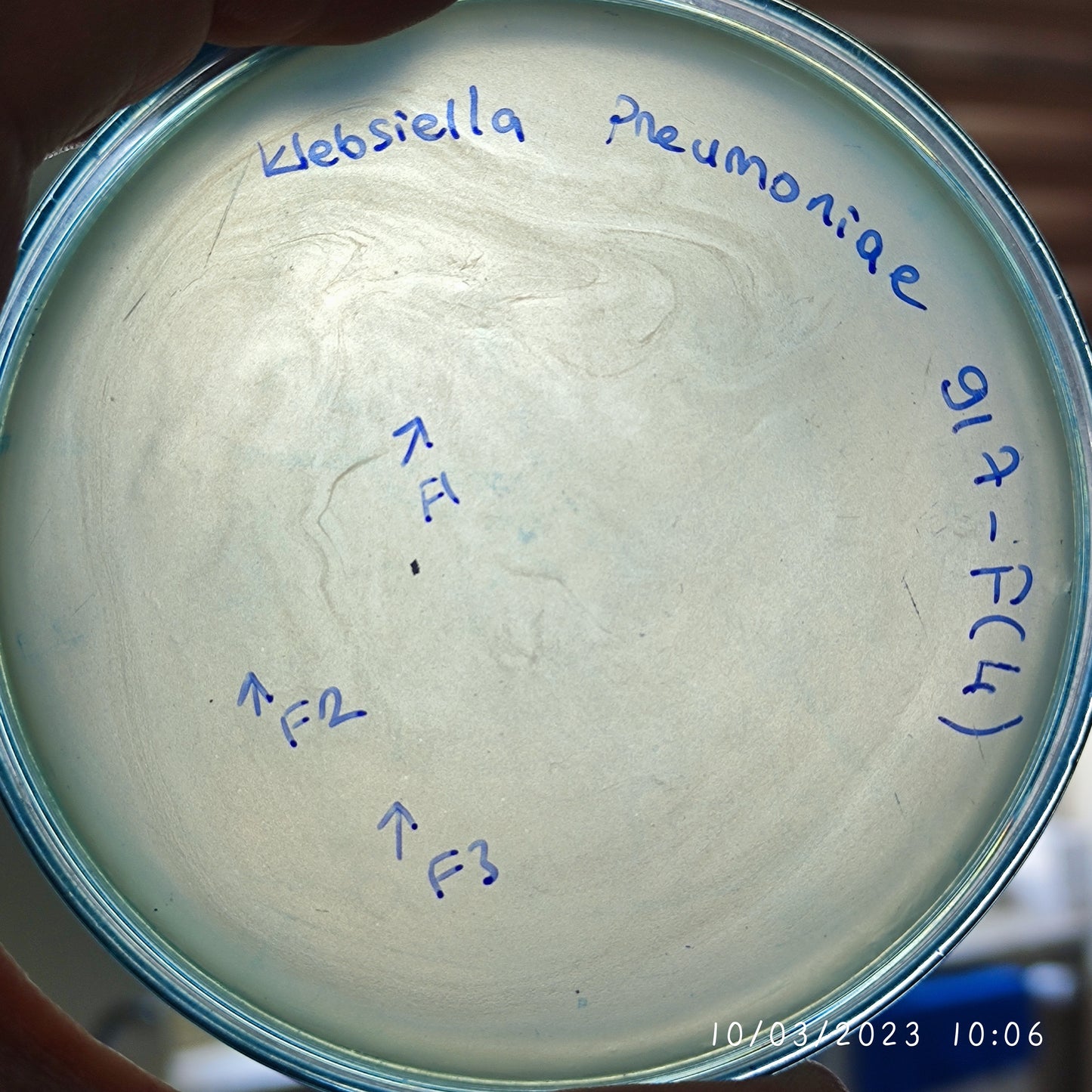 Klebsiella pneumoniae bacteriophage 180917F