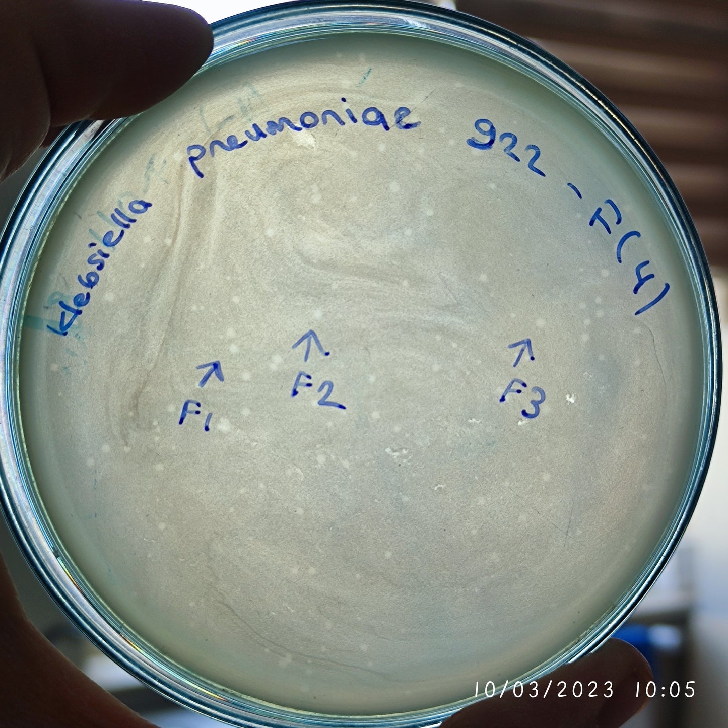 Klebsiella pneumoniae bacteriophage 180922F