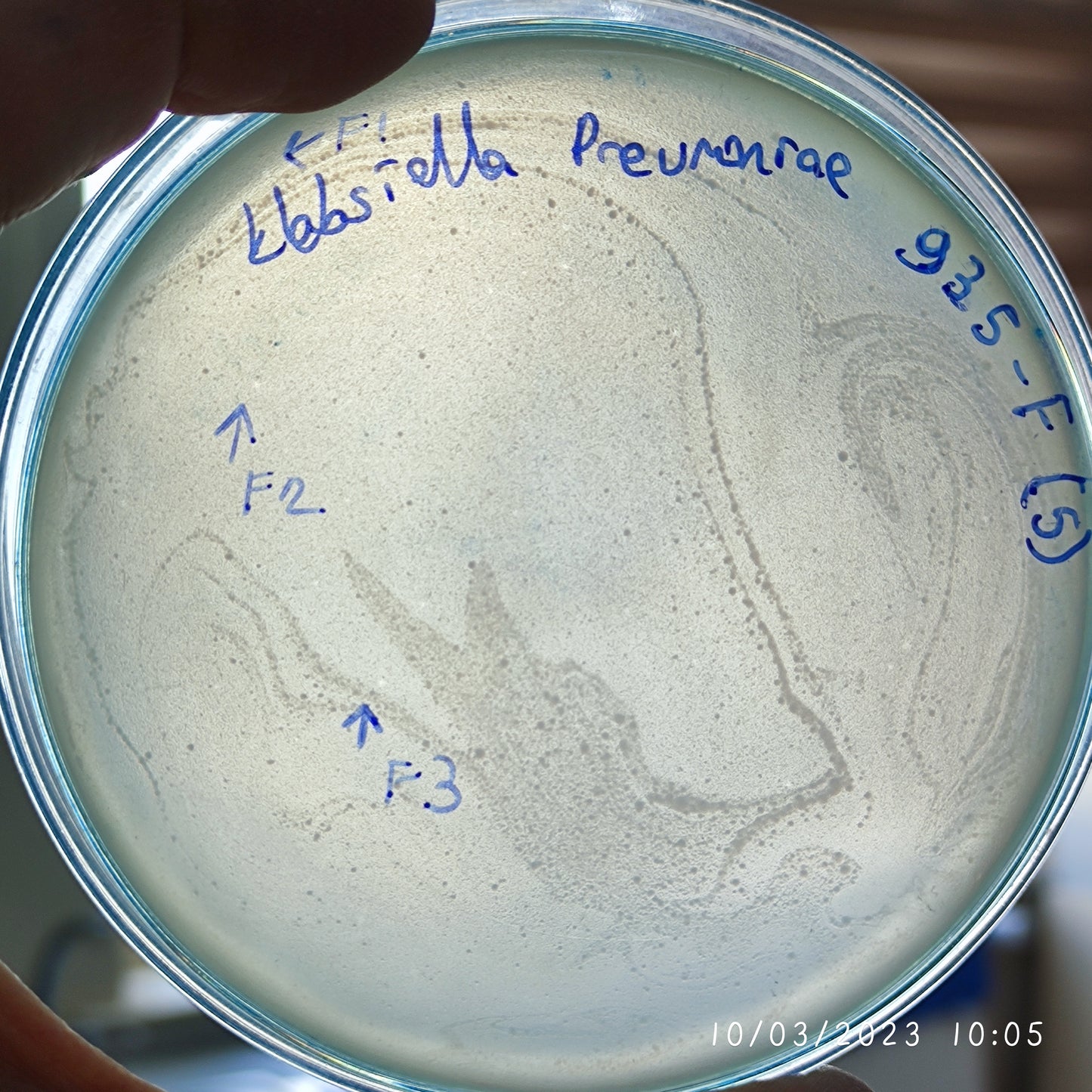 Klebsiella pneumoniae bacteriophage 180935F
