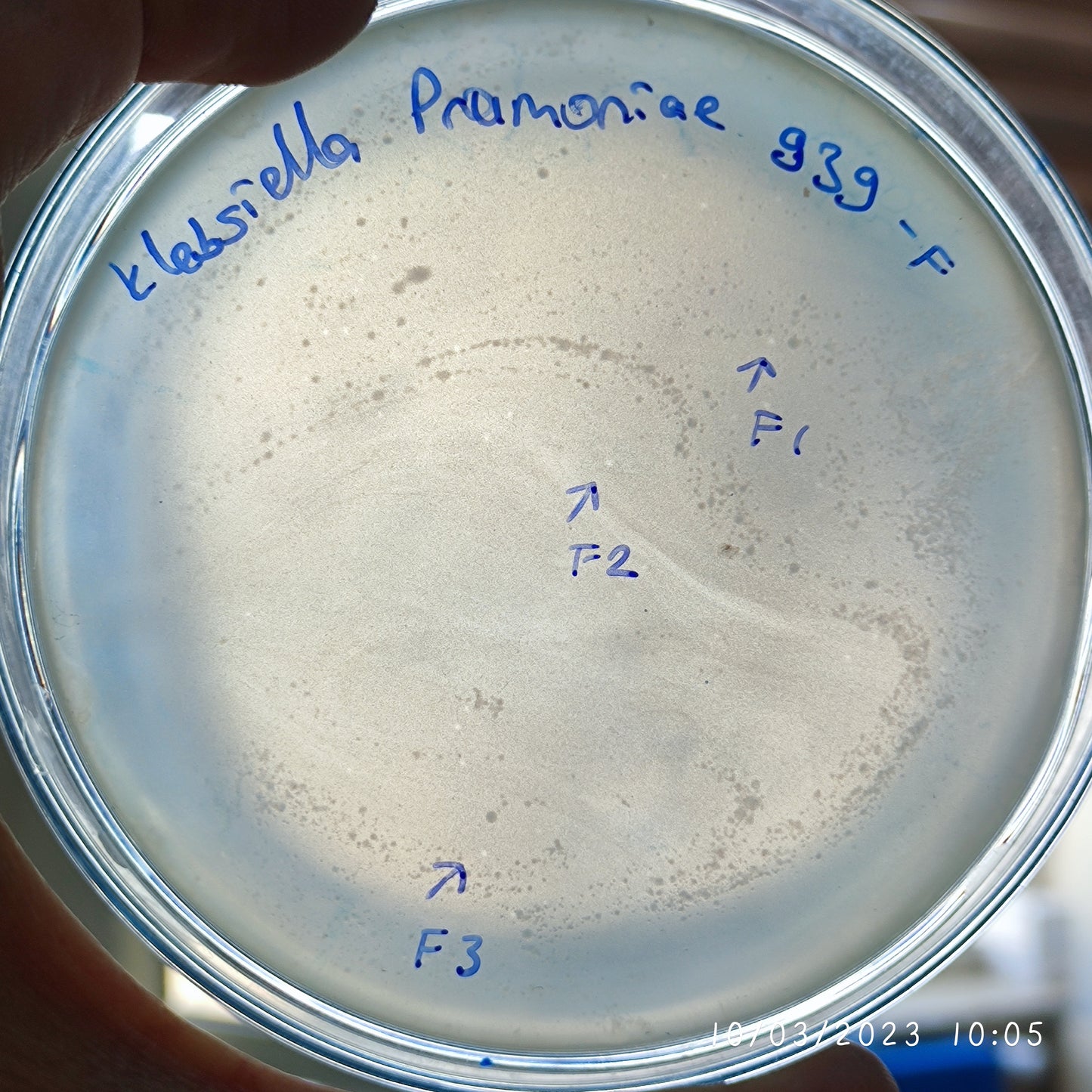 Klebsiella pneumoniae bacteriophage 180939F