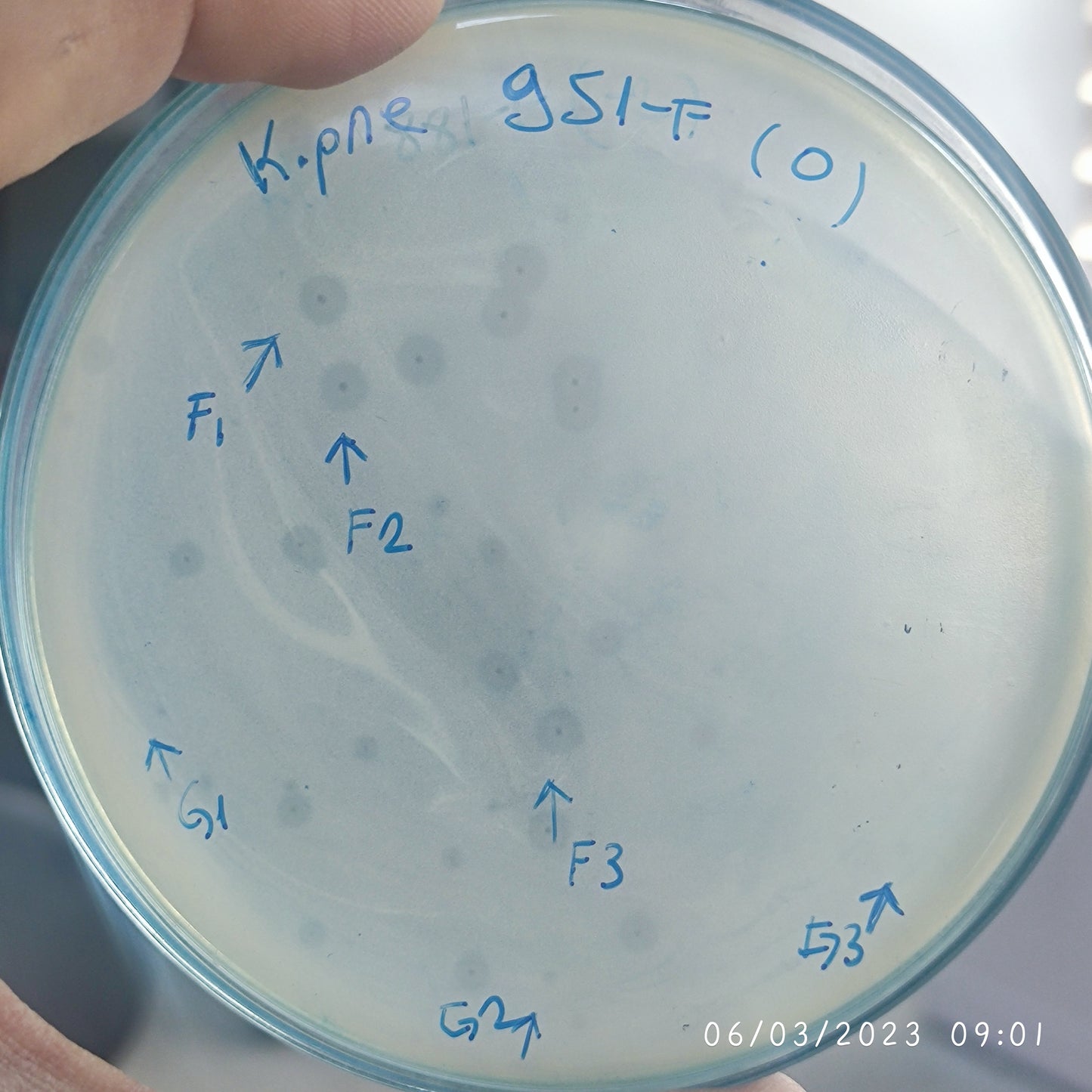 Klebsiella pneumoniae bacteriophage 180951F